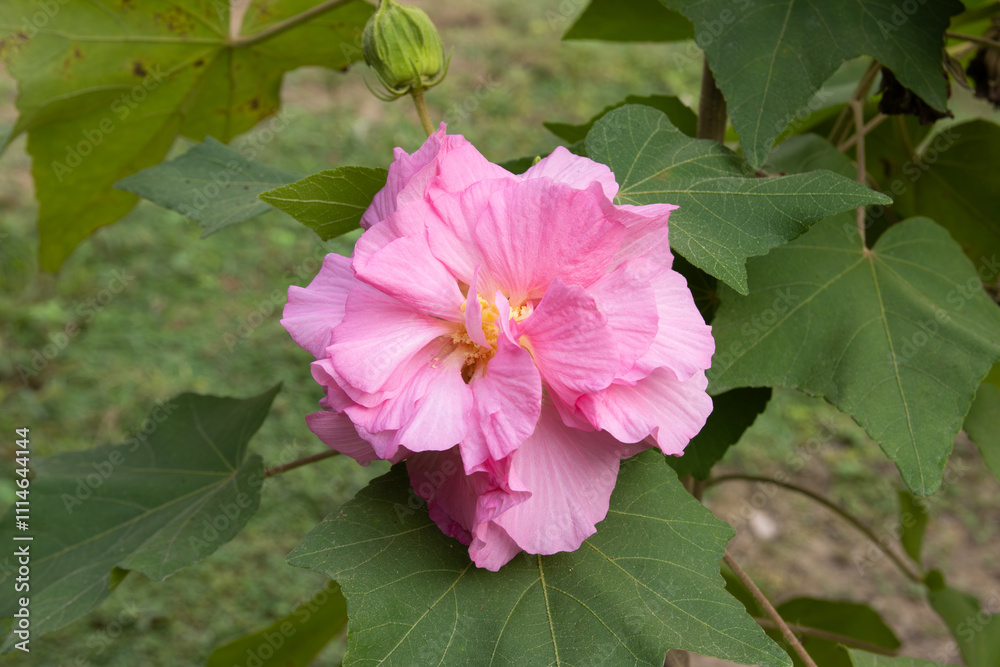 Obraz premium Close-up of a beautiful pink hibiscus mutabilis flower with green leaves bloom in the garden