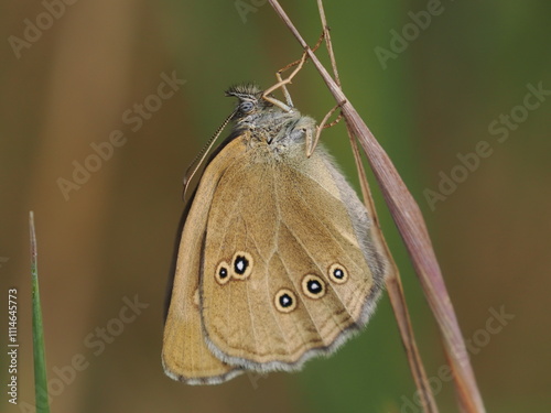 Motyl przestrojnik trawnik (Aphantopus hyperantus) na liściu trawy photo