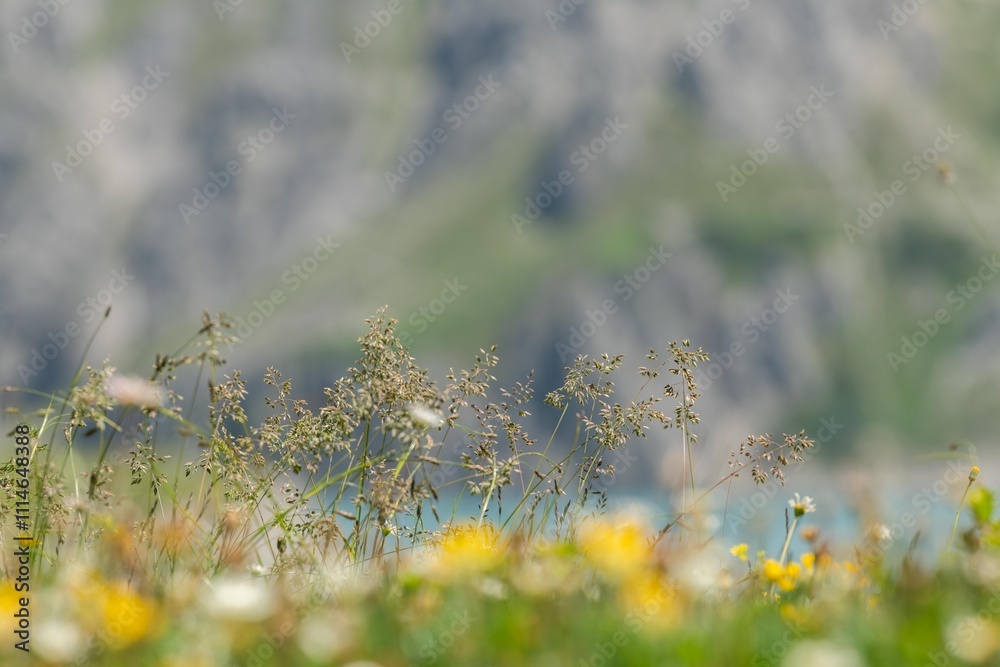Fototapeta premium Close up view of seeds of wild grasses in an alpine meadow. Mountians in the background and a part of an alpine lake in the background. Some other white and yellow wild flowers in the background, out