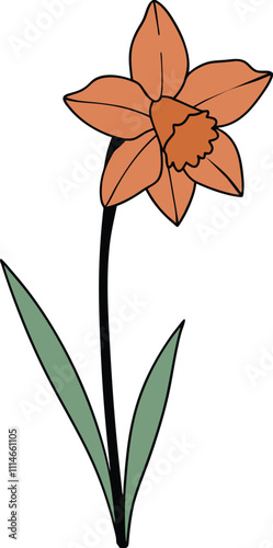 hand drawn simple floral flowers daffodil vector illustration