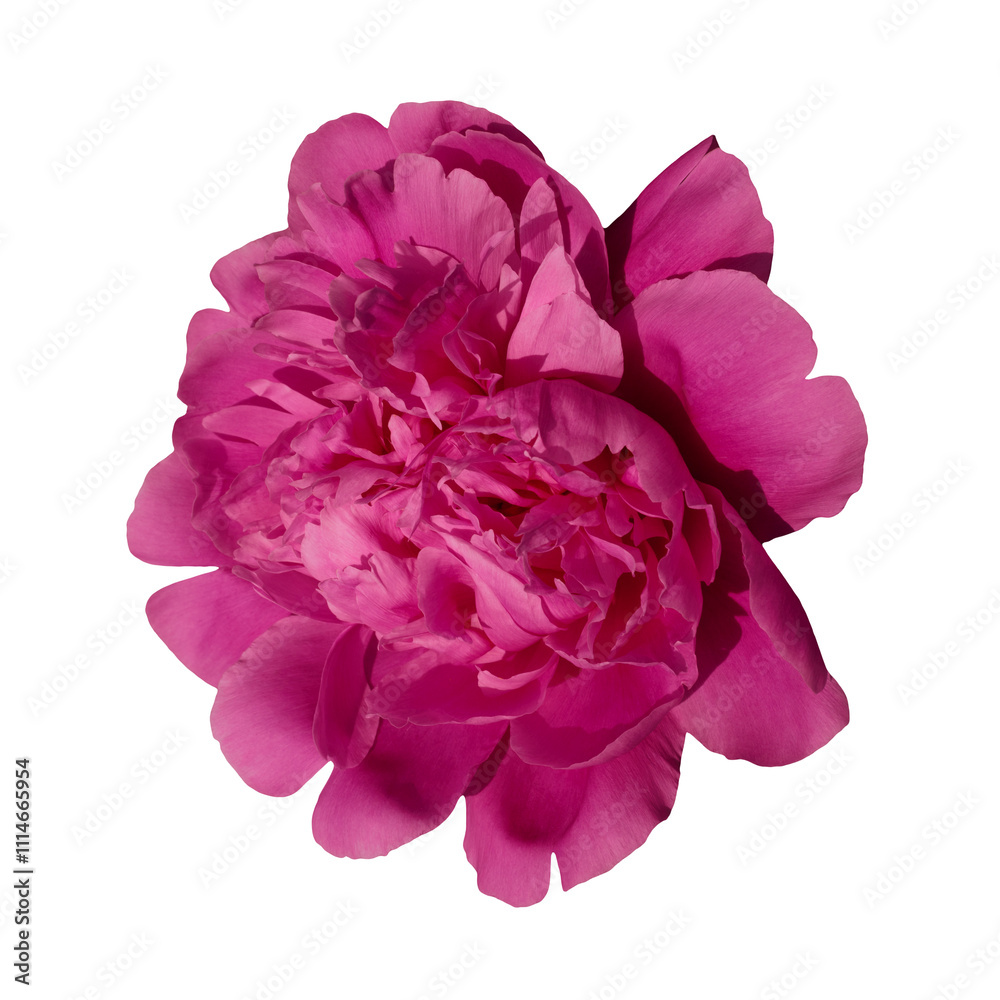 Pink peony flower isolated on transparent background.