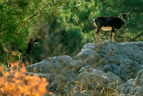 Espécimen de Muflón, en el parque natural de Cazorla, Segura y Las Villas.