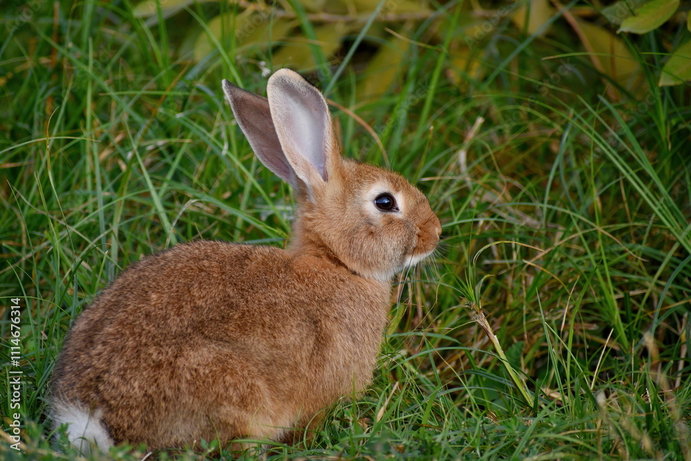 Fototapeta premium Little red rabbit sitting sideways on the grass