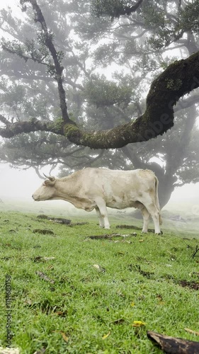 Cow and Misty Forest