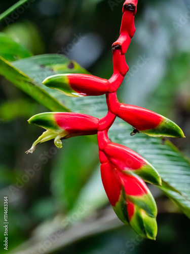 red flower photo