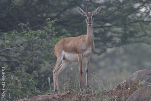 This image captures a Chinkara, also known as the Indian Gazelle, in its natural habitat at Mayureshwar Wildlife Sanctuary. The Chinkara stands gracefully amidst dry grasslands, blending seamlessly photo