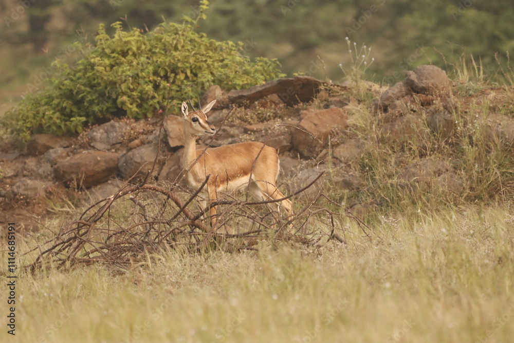 This image captures a Chinkara, also known as the Indian Gazelle, in its natural habitat at Mayureshwar Wildlife Sanctuary. The Chinkara stands gracefully amidst dry grasslands, blending seamlessly This image captures a Chinkara, also known as the Indian Gazelle, in its natural habitat at Mayureshwar Wildlife Sanctuary. The Chinkara stands gracefully amidst dry grasslands, blending seamlessly