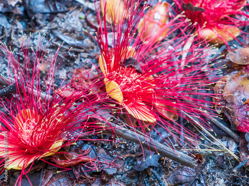 Amazonia, plant photo