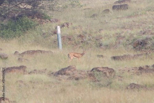 This image captures a Chinkara, also known as the Indian Gazelle, in its natural habitat at Mayureshwar Wildlife Sanctuary. The Chinkara stands gracefully amidst dry grasslands, blending seamlessly photo