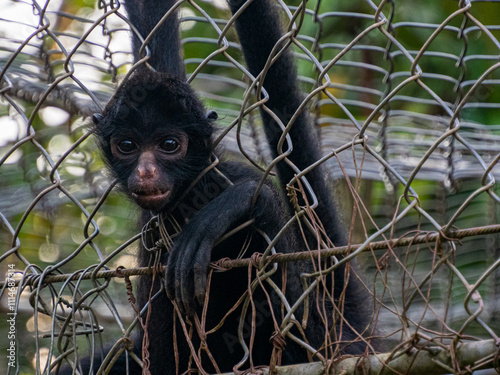 amazonia