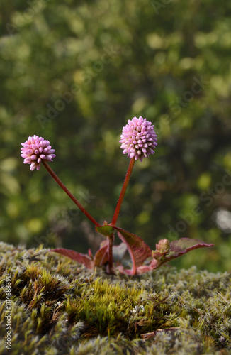 Macro photography of tiny pink flowers, plants and nature