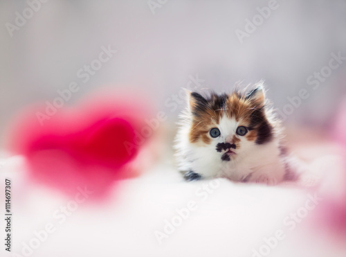 valentine card with cute fluffy kitten lying next to red heart on white backg...