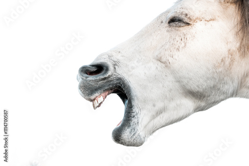 horse muzzle yawn tension release close-up equine animal photo