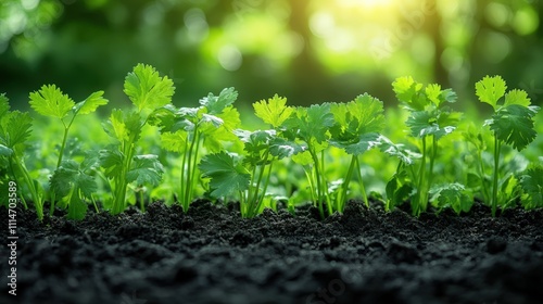 Wallpaper Mural Cilantro growing in the garden with sunlight Torontodigital.ca