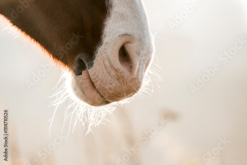 Wallpaper Mural horse muzzle snout nose close up detail light  Torontodigital.ca