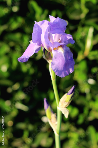 Iris perennial flowering plant with two closed flower buds starting to emerge and one light violet showy flower on top of long erect flowering stem surrounded with narrow leaves and other garden plant