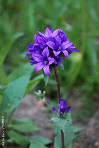 Danes blood or Campanula glomerata or Clustered bellflower perennial herbaceous flowering plant with inflorescence formed by sessile actinomorphic and hermaphrodite single flowers in terminal racemes 