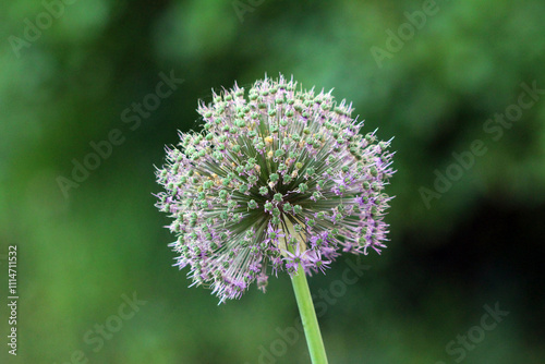 Single Ornamental onion or Allium herbaceous geophyte perennial bulbous herb monocotyledonous flowering plant with single spherical flower that forms an umbel at the top of a leafless stalk in shape