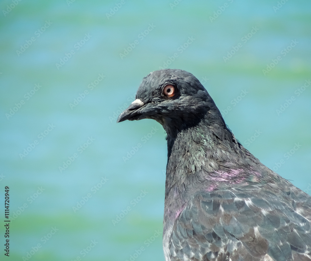 Obraz premium Pigeon looks at the camera interestingly. Portrait of a pigeon against the water surface. Dove interesting looks into the camera. Ordinary city pigeon portrait. 