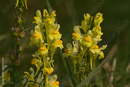 Greater Yellow-rattle wildflower closeup, selective focus with green bokeh background  photo