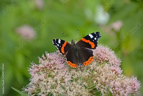 Red admiral butterfly sitting on a holy rope boneset flower, selective focus with bokeh background - Vanessa atalanta / Eupatorium cannabinum  photo