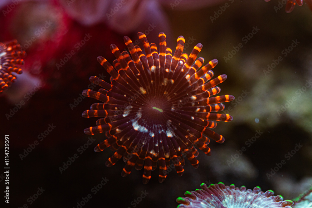 Zoanthus Coral in Reef Tank or Aquarium Macro Zoanthus Coral in Reef Tank or Aquarium Macro