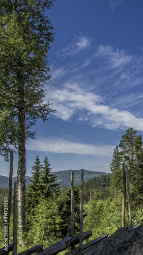 Vertical Timelapse trees in the mountains and small clouds