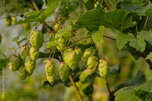 Sunny green hop flowers and leafs in the flemish countryside , selective focus - Humulus lupulus  photo