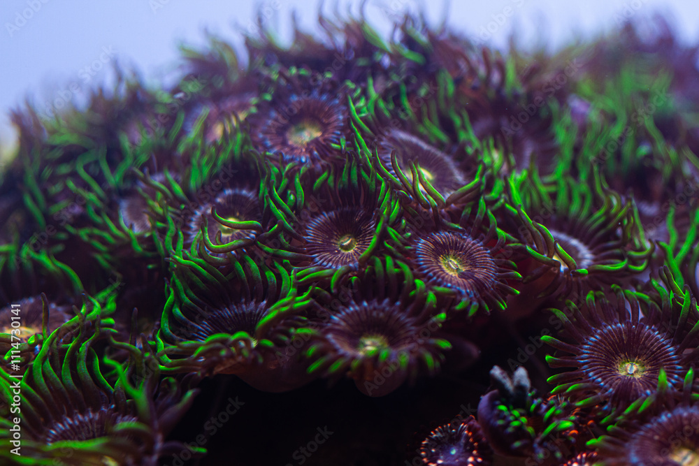 Naklejka premium Zoanthus Coral in Reef Tank or Aquarium Macro