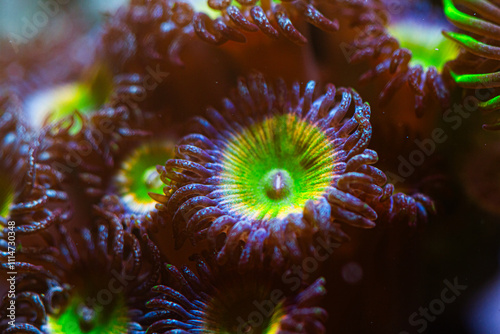 Fototapeta Naklejka Na Ścianę i Meble -  Coral Zoanthus Sunny D in Reef Tank or Aquarium Macro