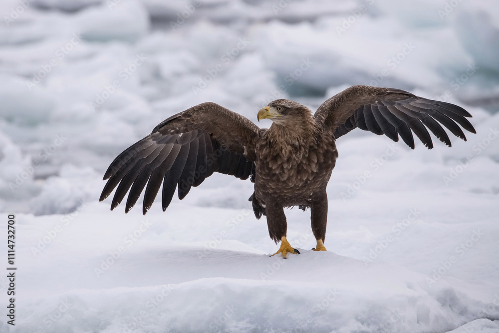 Magnificent White-tailed Eagle (Haliaeetus albicilla) with wings spread wide, standing proudly on an icy landscape. This powerful raptor showcases its grandeur amidst the wintery Arctic environment. Magnificent White-tailed Eagle (Haliaeetus albicilla) with wings spread wide, standing proudly on an icy landscape. This powerful raptor showcases its grandeur amidst the wintery Arctic environment.