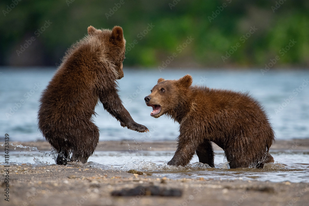 Fototapeta premium Playful Brown Bear Cubs (Ursus arctos) engaging in a spirited interaction by the river, their wet fur shimmering in the sunlight, showcasing the innocence and energy of their youth.