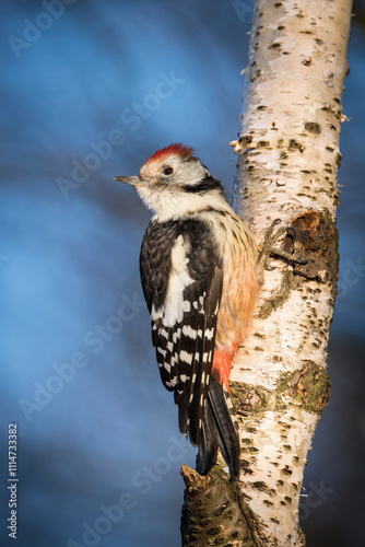 Middle Spotted Woodpecker (Dendrocoptes medius) clinging to a birch tree under a vibrant blue sky, its striking red crown illuminated by golden sunlight. photo