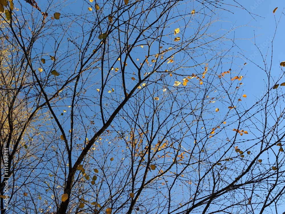 Obraz premium Branches of Cercidiphyllum japonicum in the autumn. Autumn leaves background