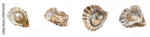 Set of Pearls Inside Opened Oysters on transparent background