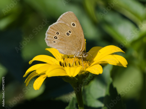 Przestrojnik trawnik (Aphantopus hyperantus) na żółtym kwiatku w ogrodzie photo