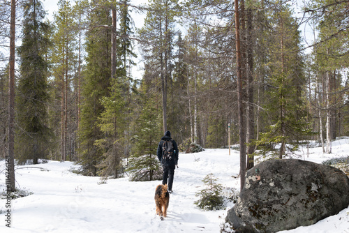 Traveller with the dog - walking circle trail in Pieni Karhunkierros Trail, in winter in Finland photo