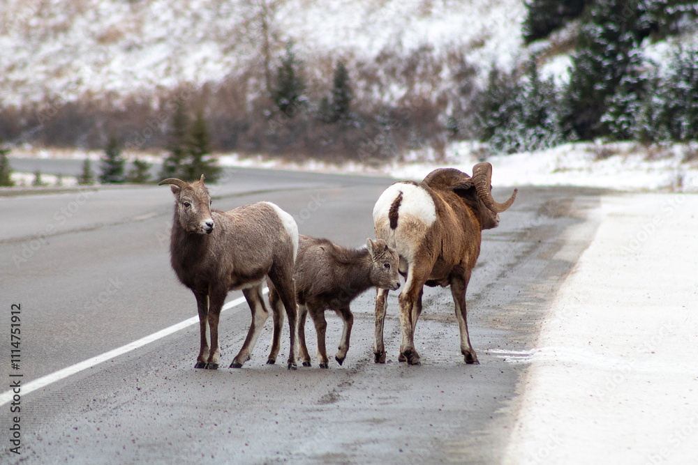 Obraz premium family of bighorn sheep standing along HWY 93 outside of Jasper Alberta Canada in winter