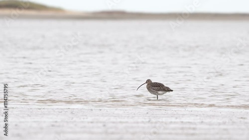 A Eurasian curlew or common curlew (Numenius arquata) looking around while standing on a mudbank and walking through the water photo