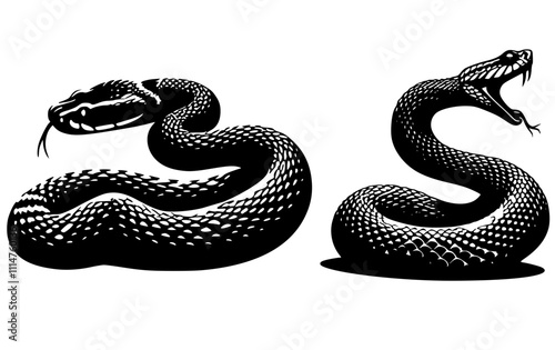 black snake isolated on white