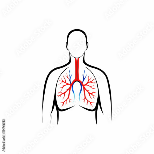 Illustration of human respiratory and circulatory systems on a white background, copy space