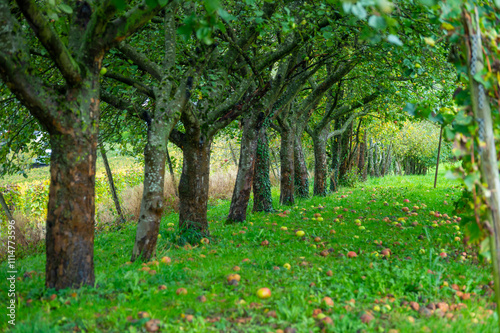 Harvesting time in fruit region of Netherlands, Betuwe, Gelderland, organic plantation of apple fruit trees in september, elstar, jonagold, ripe apples, agriculture in Netherlands photo