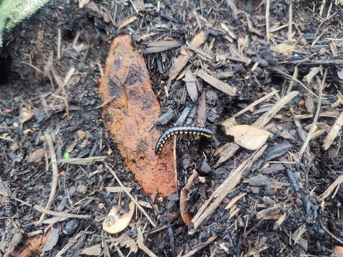 Harpaphe haydeniana, commonly known as the yellow-spotted millipede, cyanide, is a species of polidesmidan millipede. photo