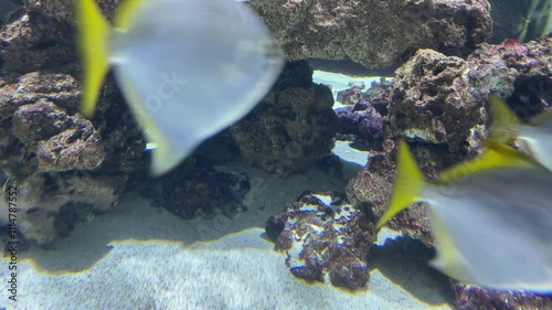 Tiere in einem Meerwasseraquarium.
