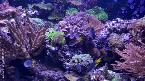 Tiere in einem Meerwasseraquarium.