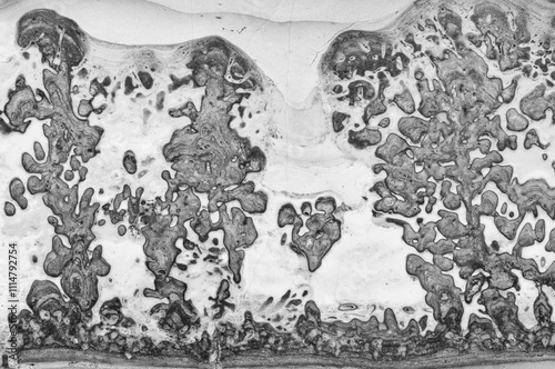 Microscopic view of bone tissue with intricate pattern details