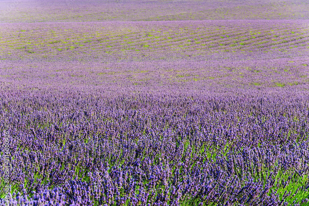 Fototapeta premium lavender field on a sunny day