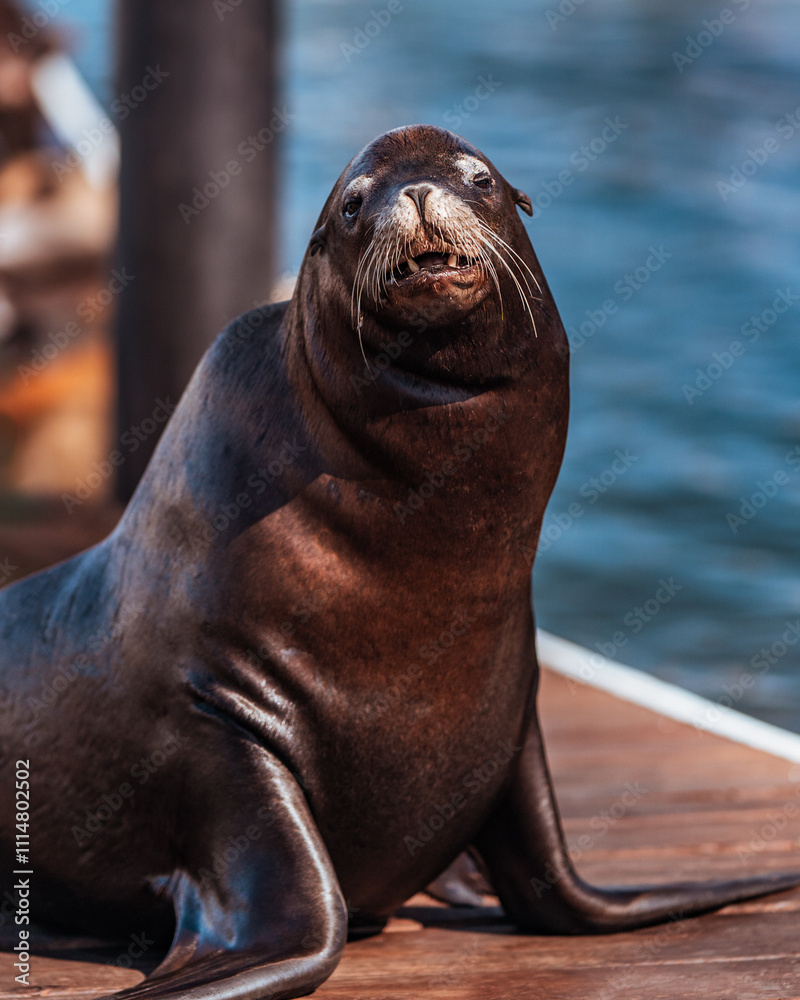 Fototapeta premium state sea lion