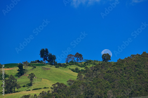 The Moon hiding behind a tree in the mountains of the Ecuadorian Andes.