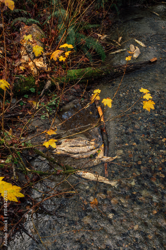 Obraz premium pile of dead fish in stream in the autumn at Carkeek Park in Seattle, Washington